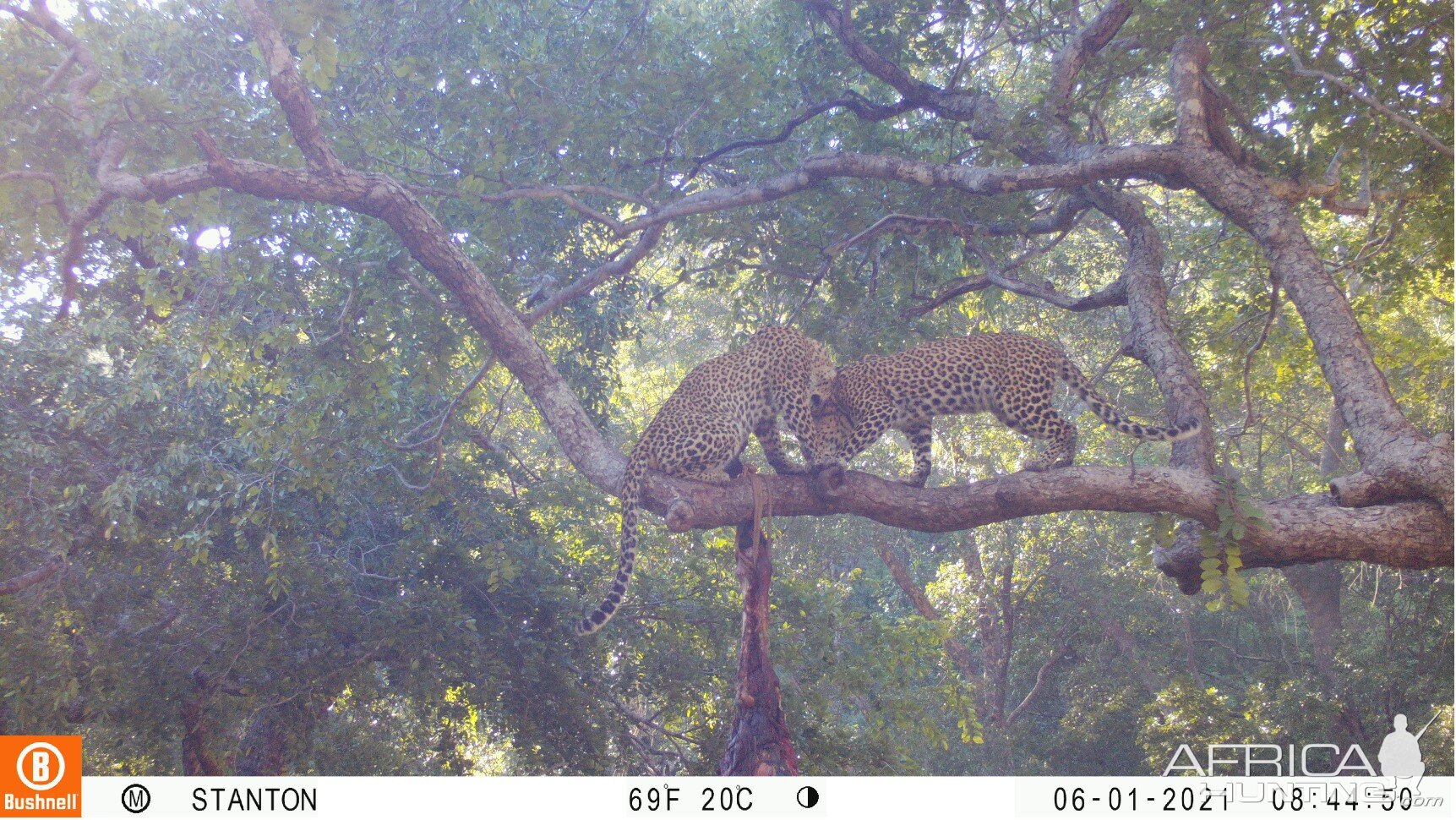 Leopard Trail Camera Zimbabwe