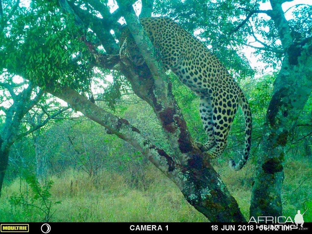 Leopard Trail Camera Zimbabwe