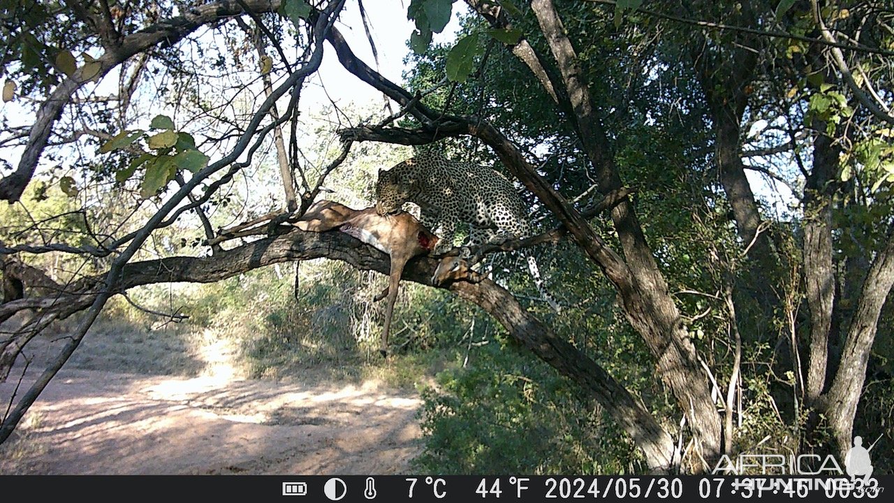 Leopard Trail Camera Zimbabwe