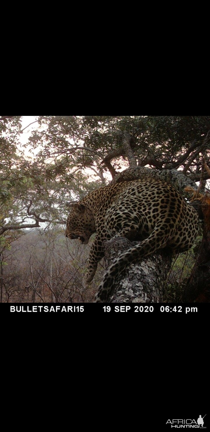 Leopard Trail Camera