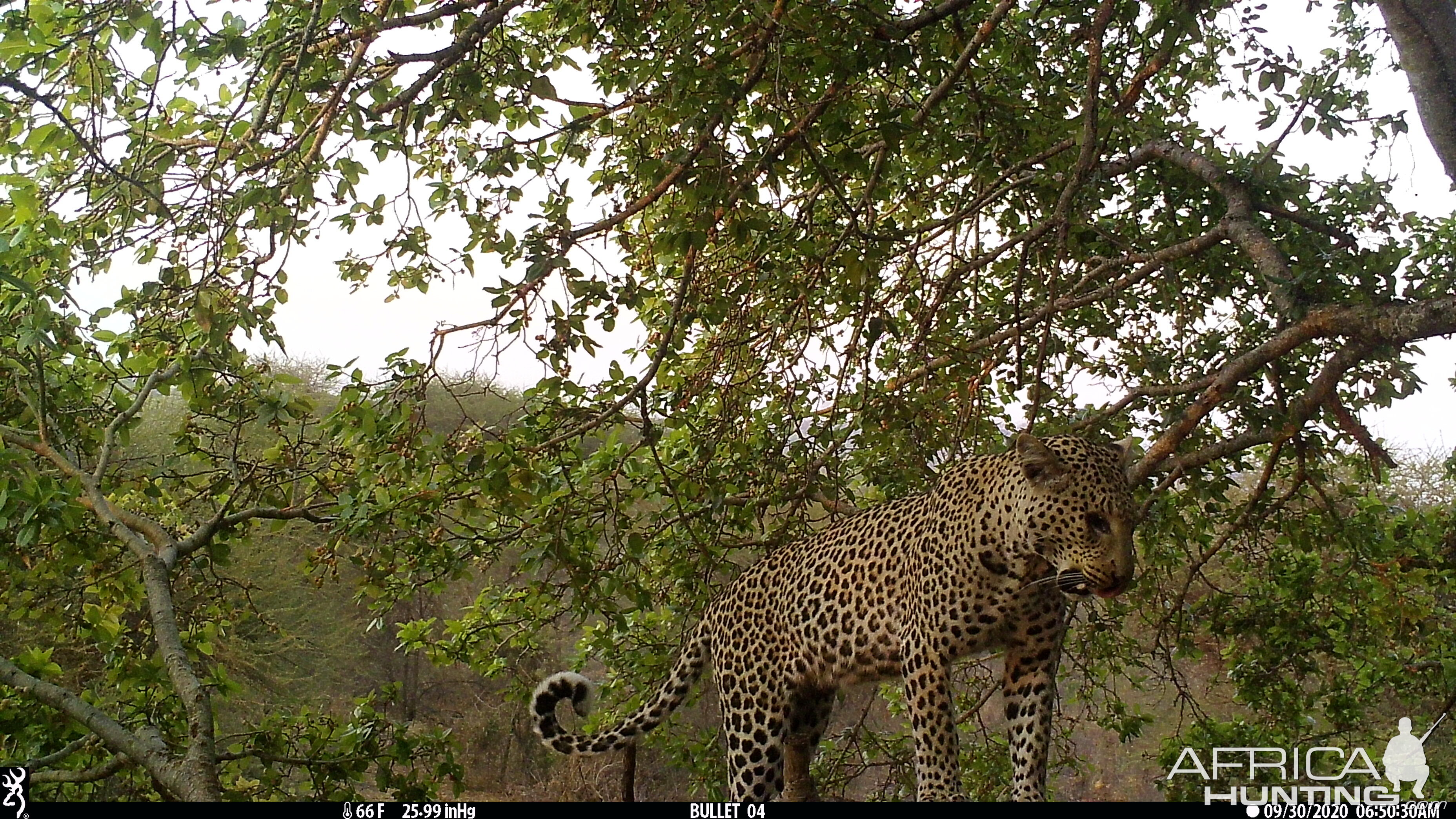 Leopard Trail Camera