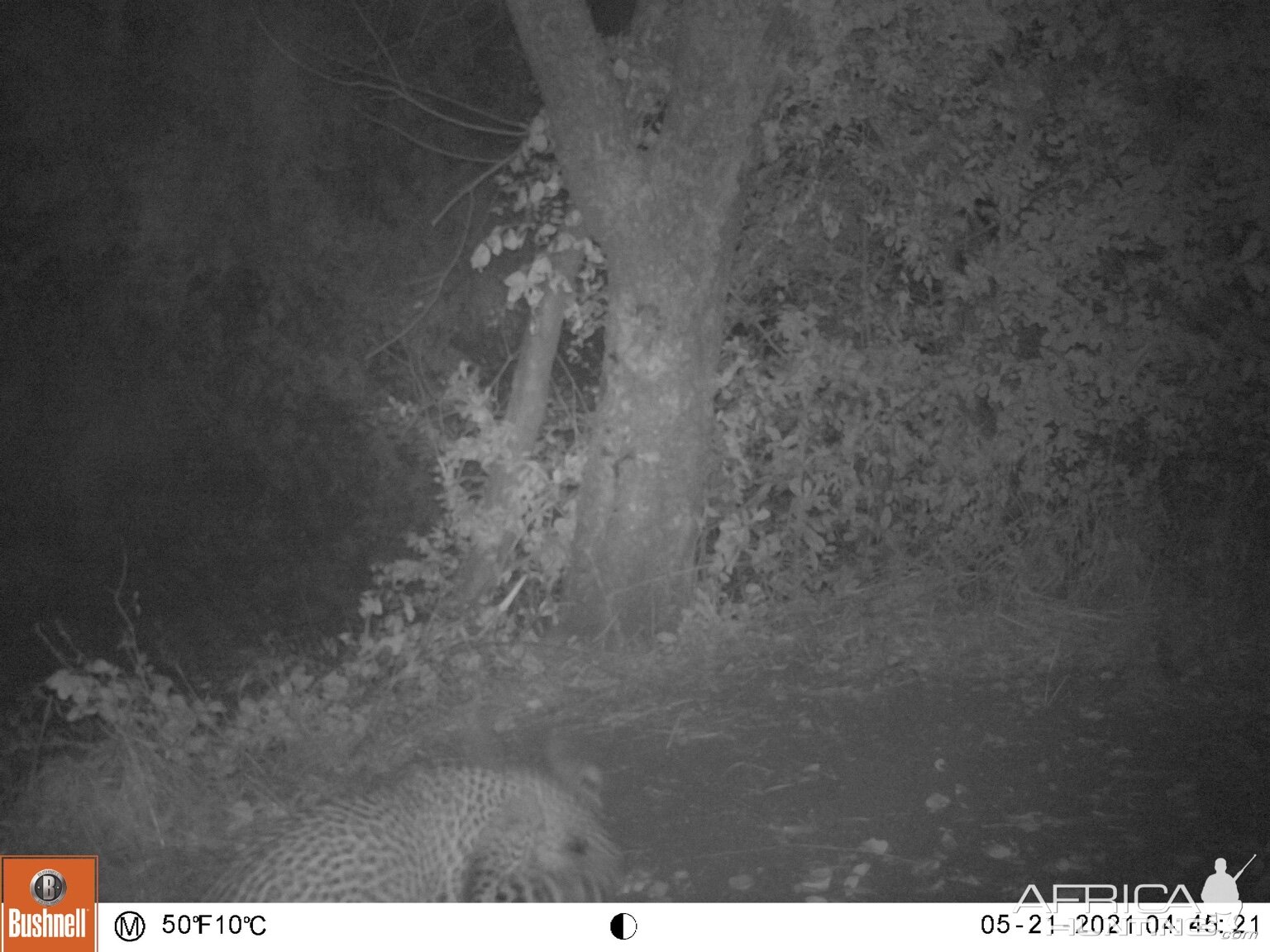 Leopard Trail Camera