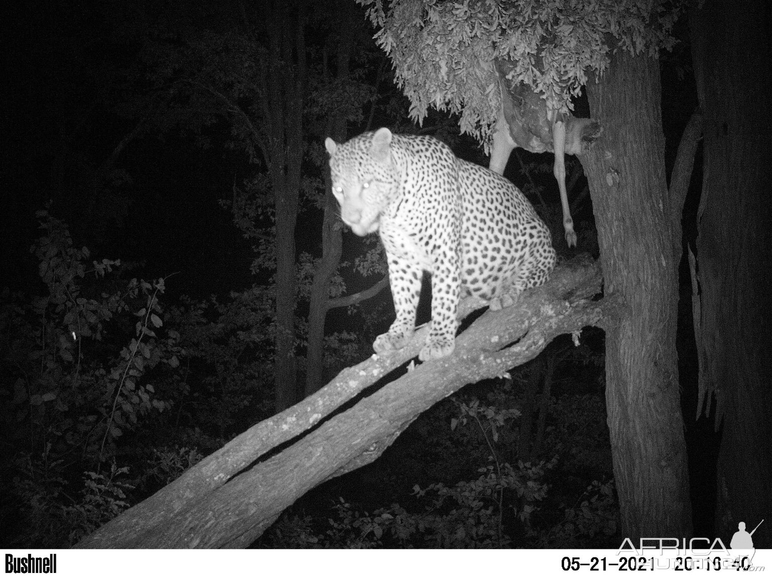 Leopard Trail Camera