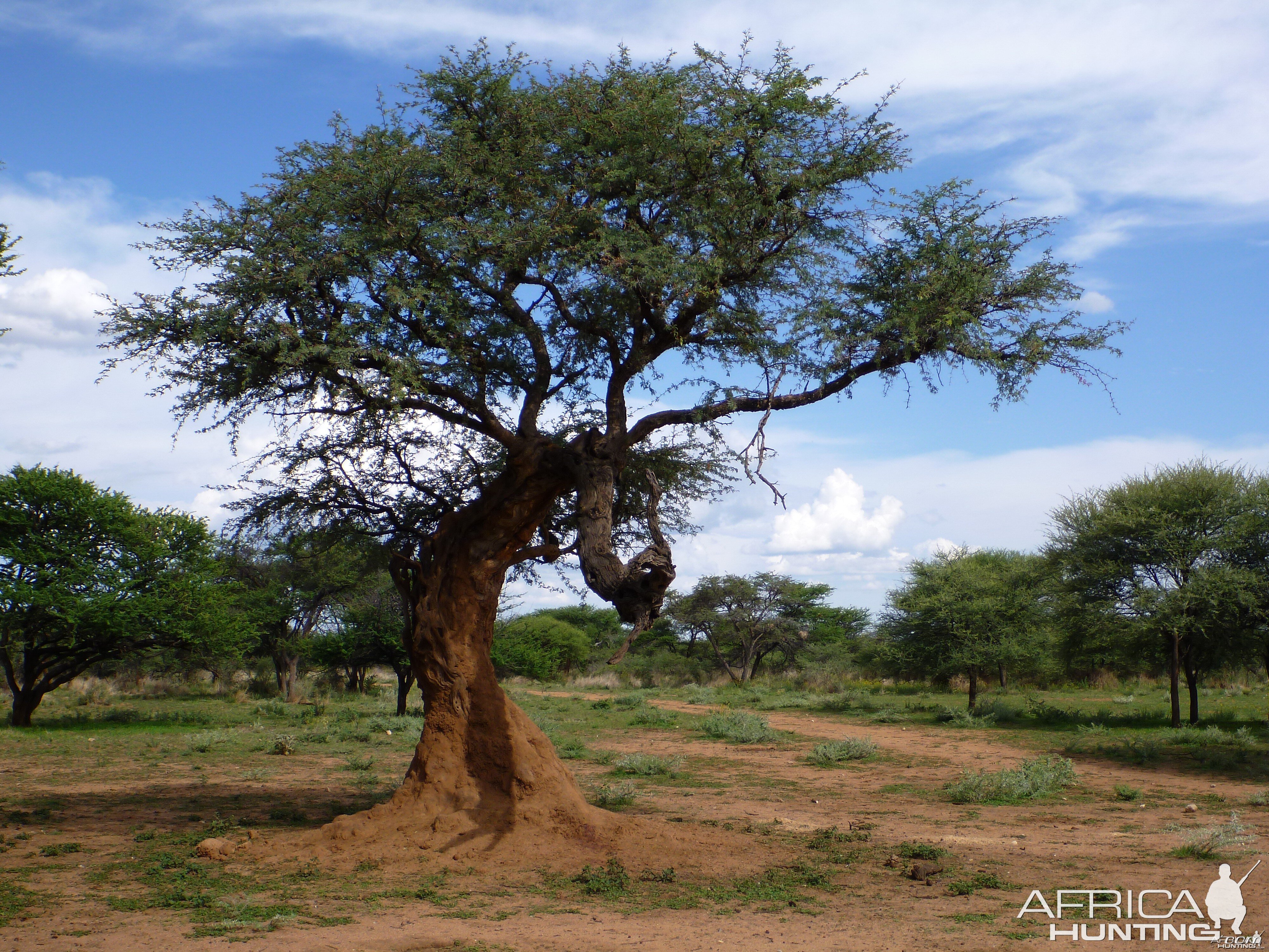 Leopard Tree Namibia