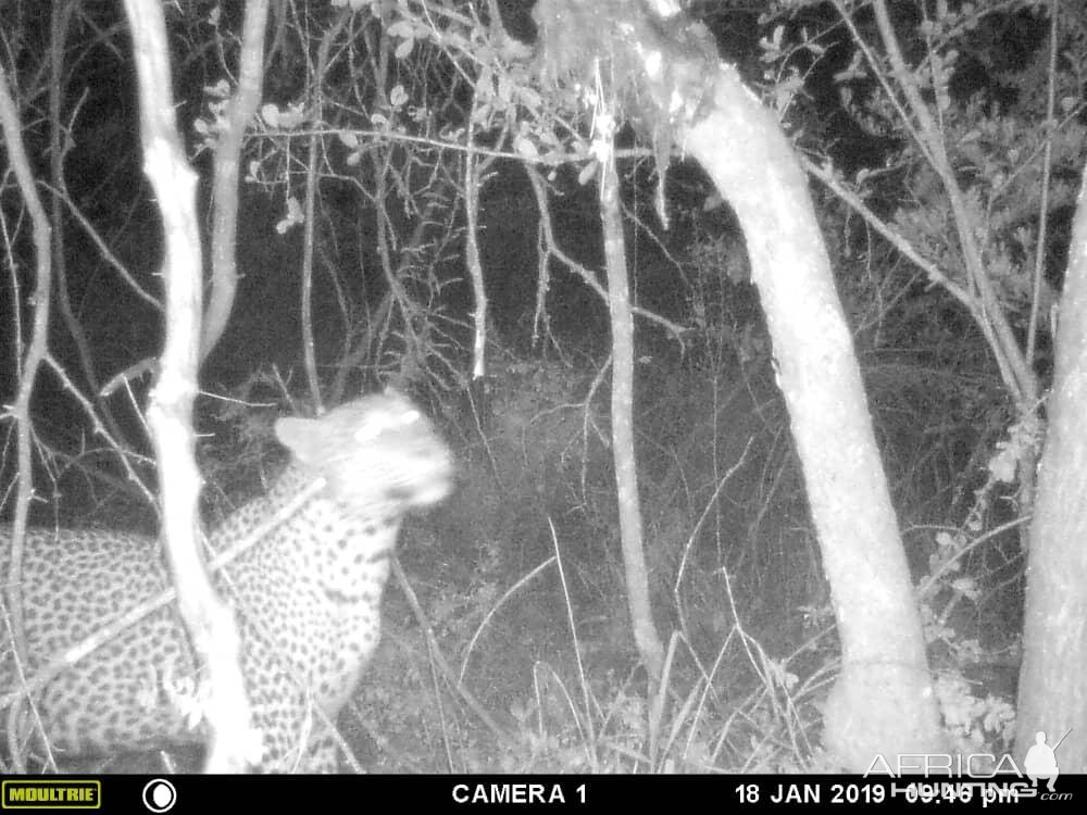 Leopard Trial Cam Pictures Zimbabwe