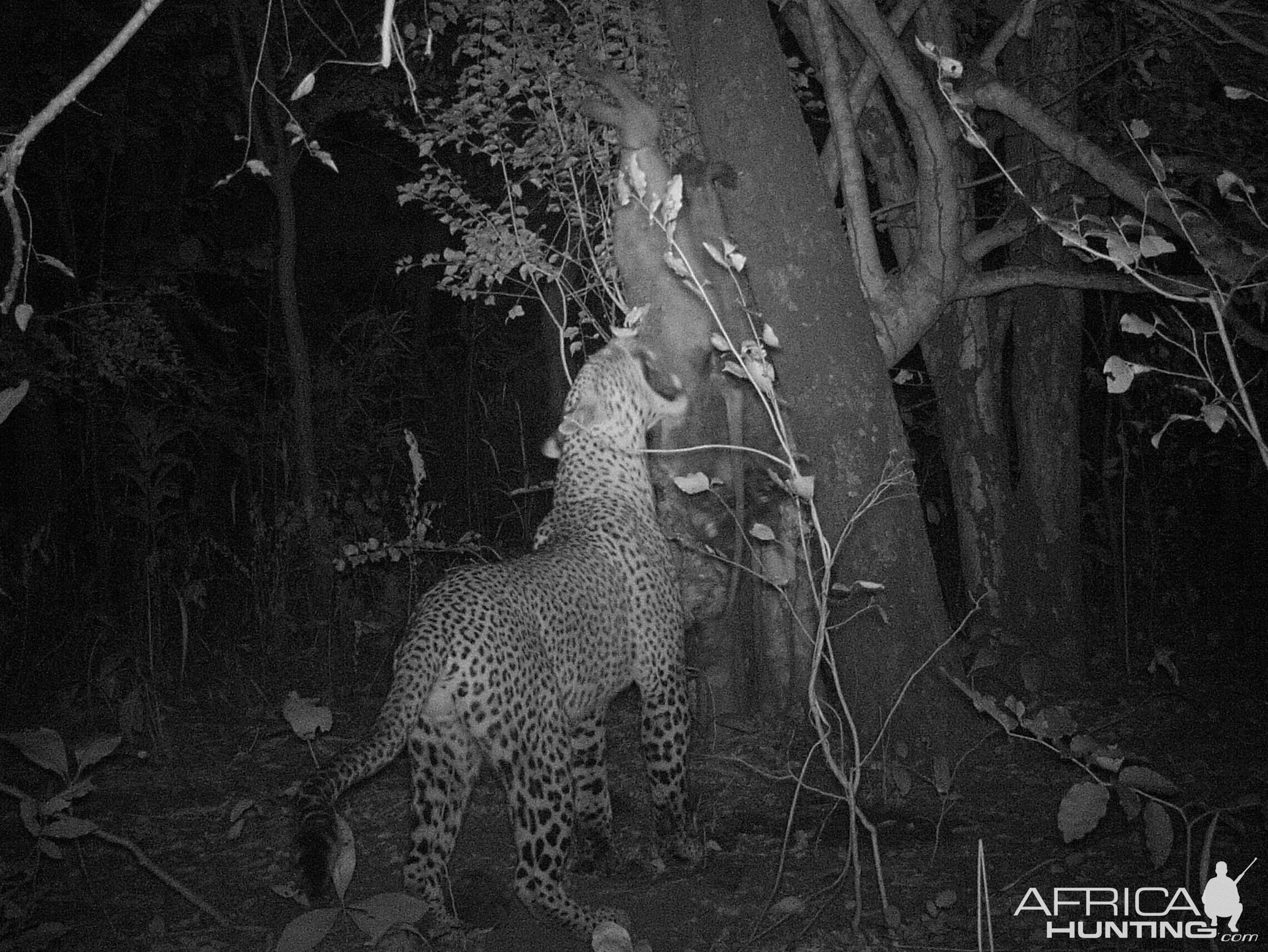 Leopard Trial Cam