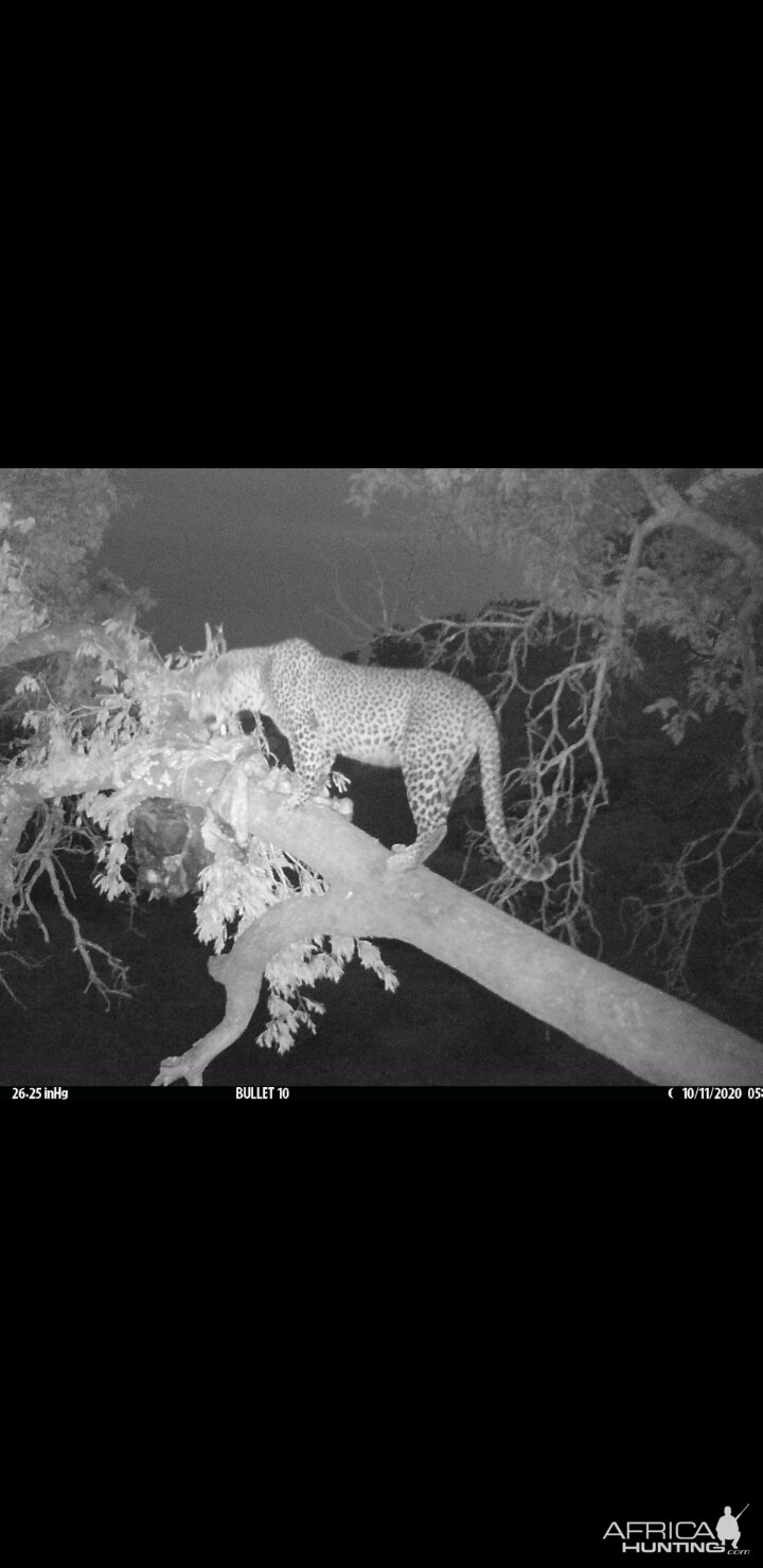 Leopard Trial Camera Tanzania