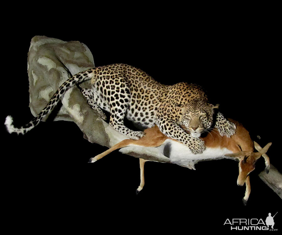 Leopard with kill Full Mount Taxidermy