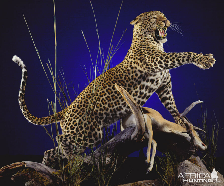 Leopard with kill Full Mount Taxidermy