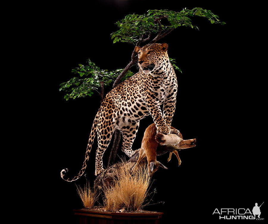 Leopard with kill Full Mount Taxidermy