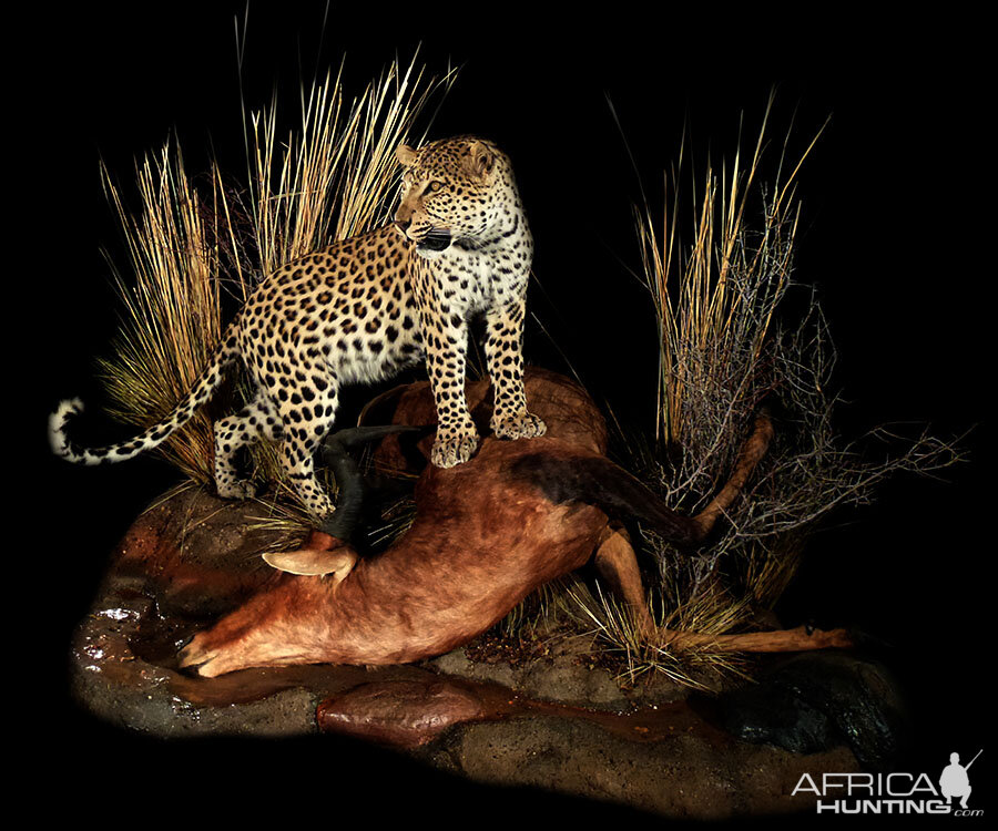 Leopard with Red Hartebeest kill Full Mount Taxidermy