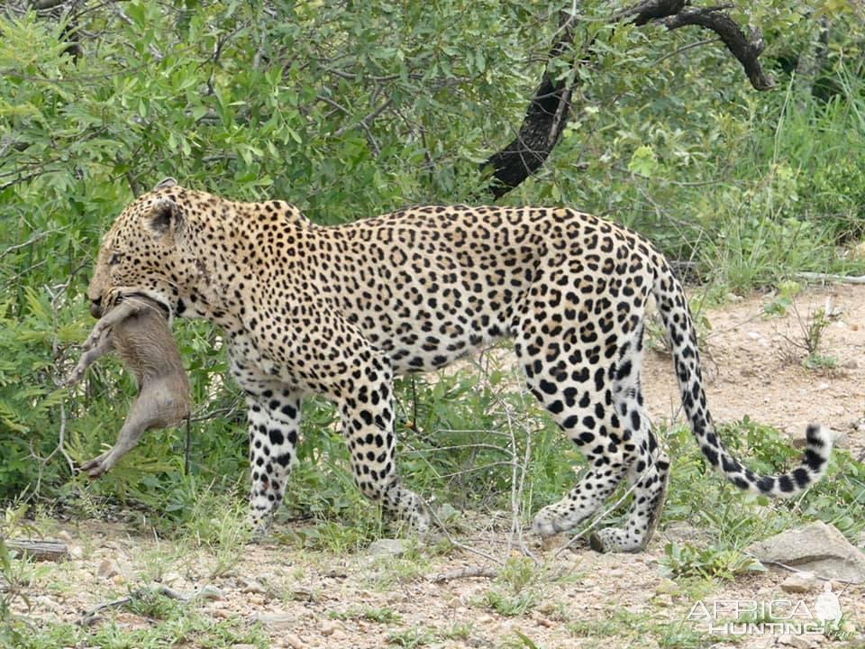 Leopard with Warthog youngster catch in the Kruger National Park South Africa