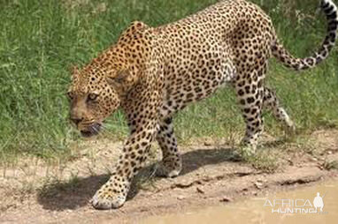 Leopard Zimbabwe