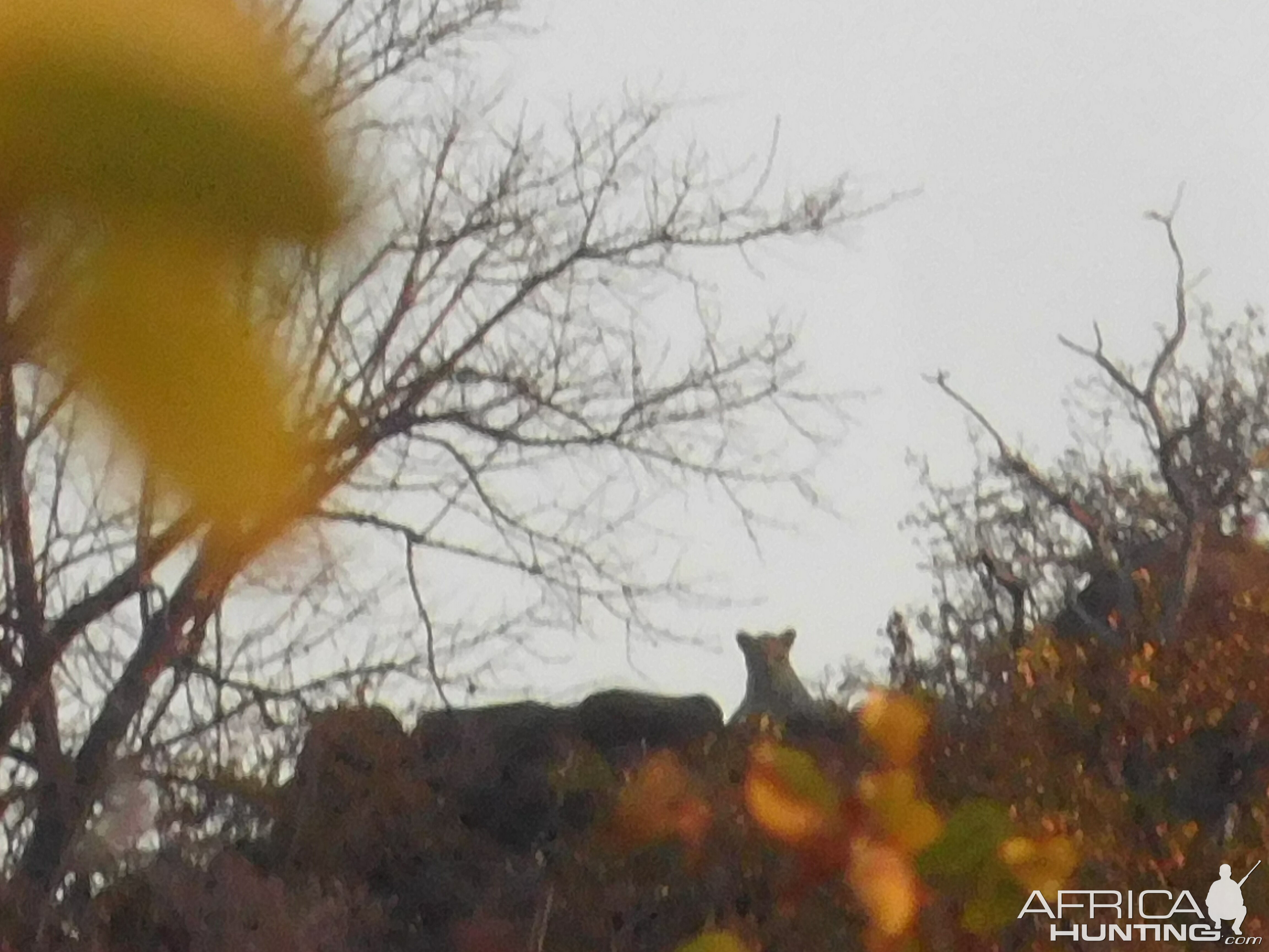 Leopard Zimbabwe