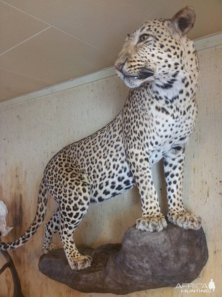 Leopard