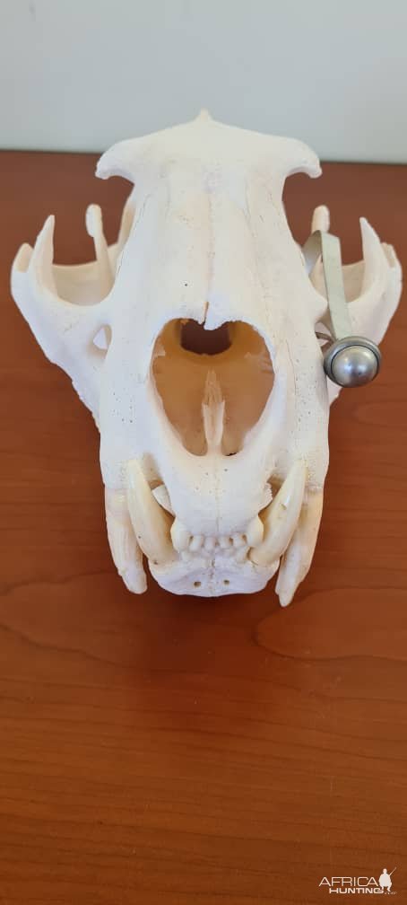 Leopards Skull