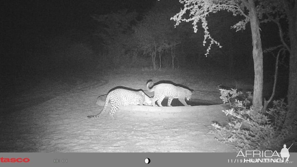 Leopards Trail Camera Molopo, Kalahari