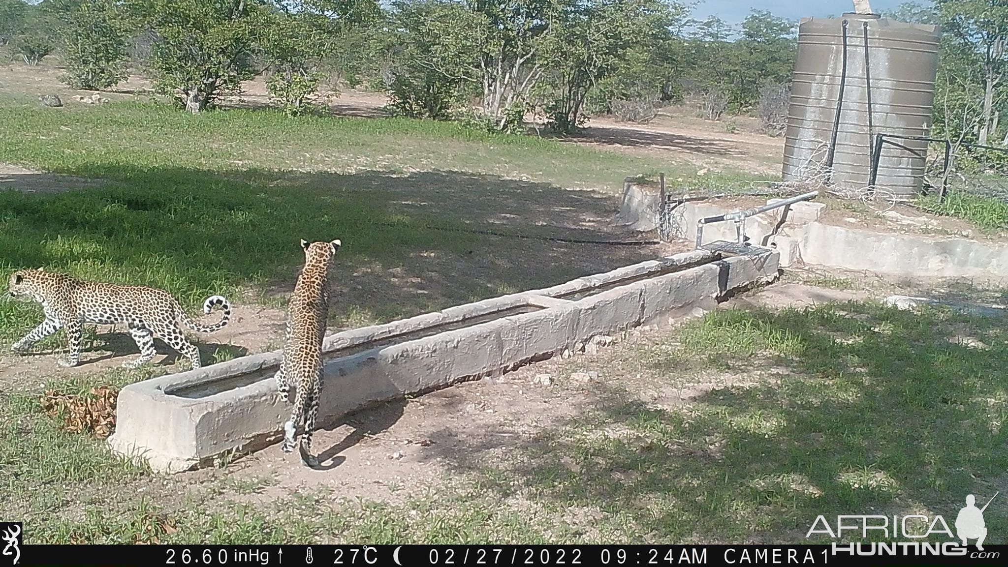 Leopards Trail Camera Namibia