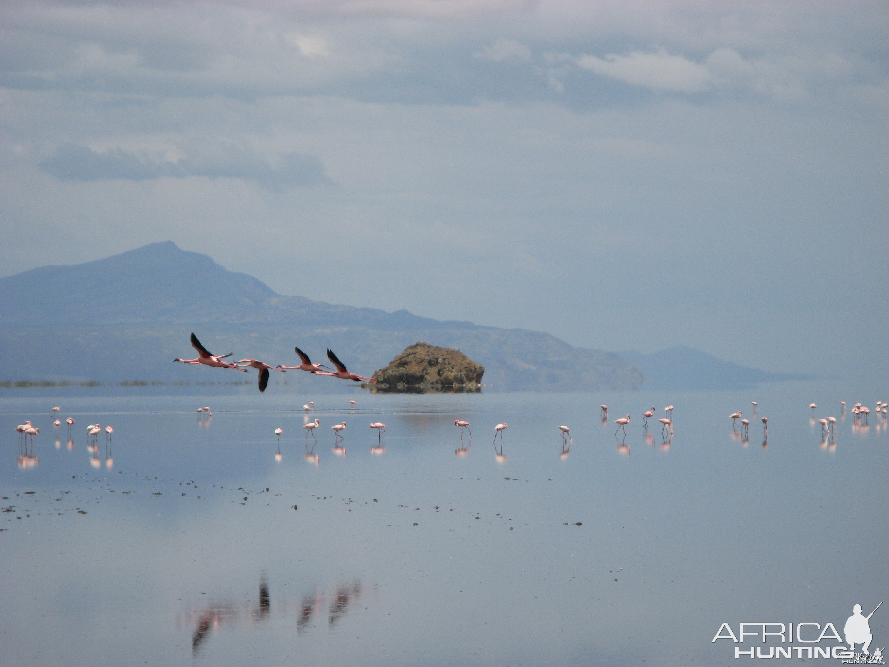 Lesser Flamingos at Lake Natron