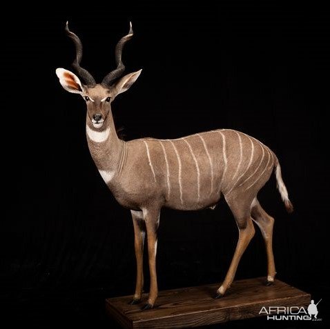 Lesser Kudu Full Mount Taxidermy