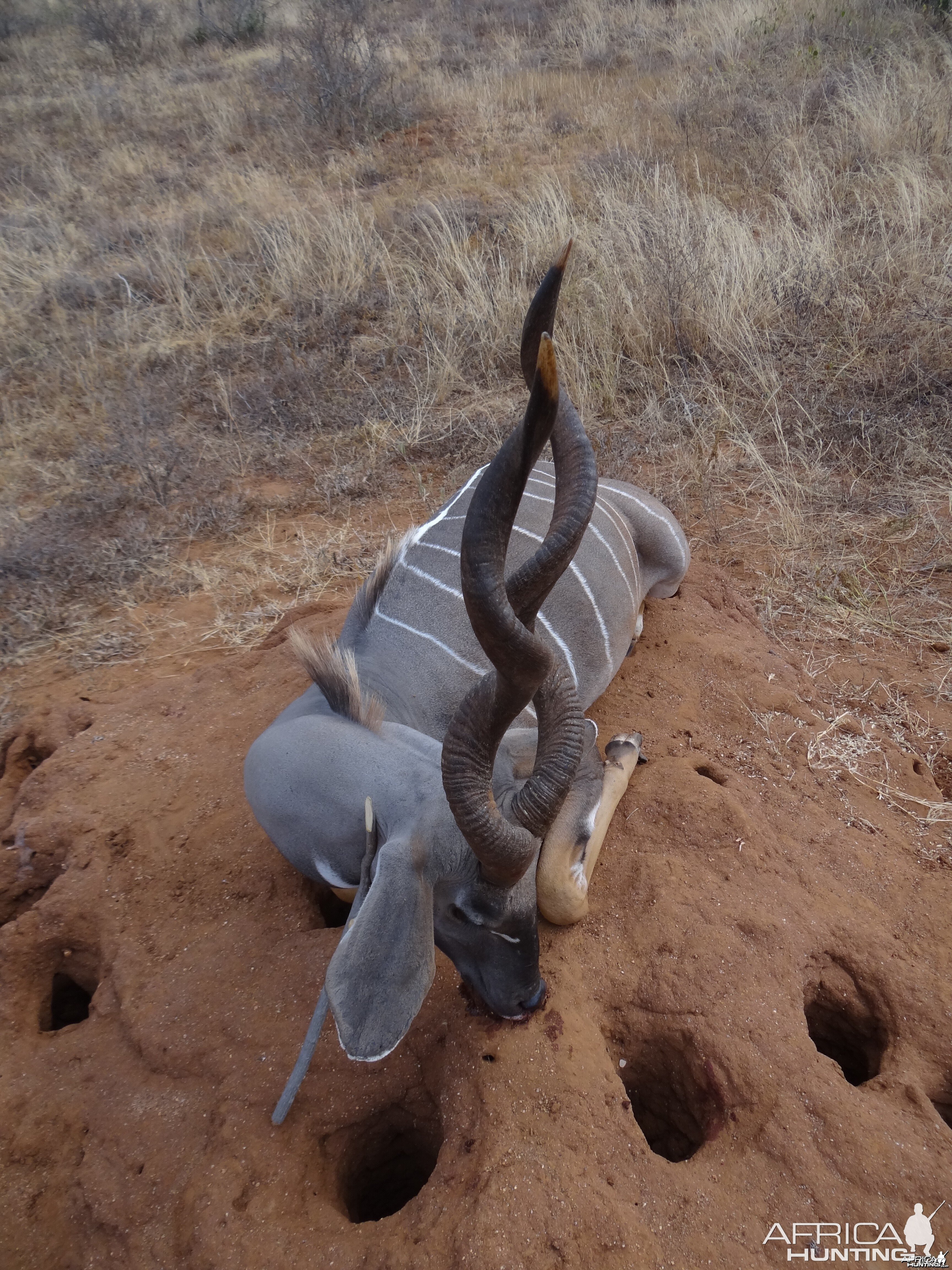 Lesser Kudu Tanzania