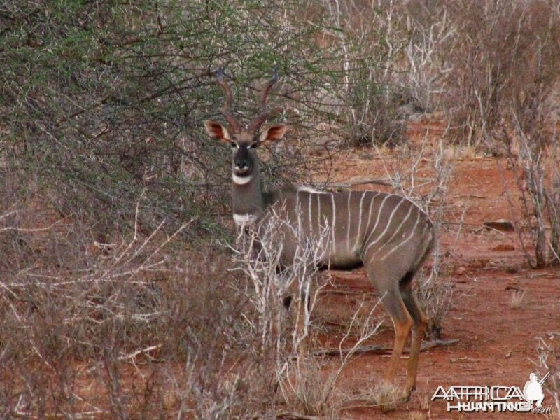 Lesser Kudu