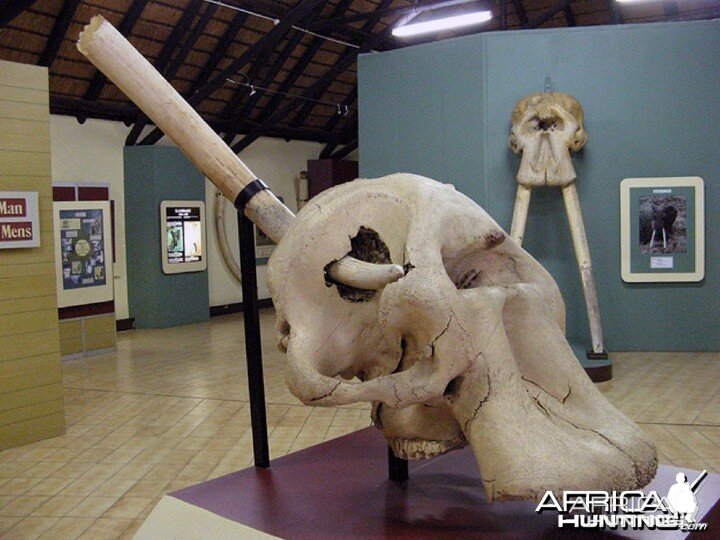 Letaba Elephant Hall at Kruger National Park, South Africa