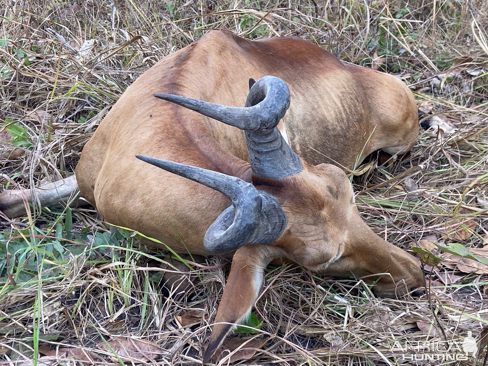 Lichtenstein Hartebeest Hunt Tanzania