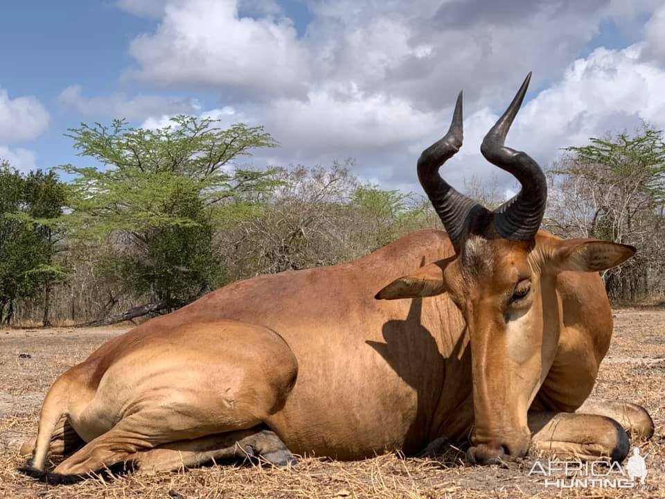 Lichtenstein Hartebeest Hunt Tanzania