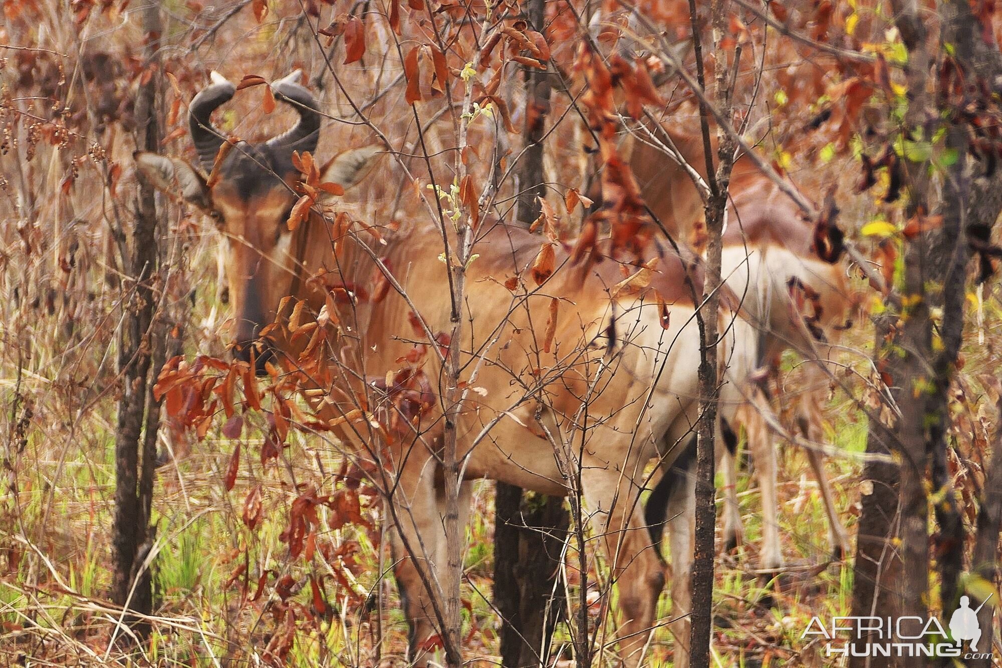 Lichtenstein Hartebeest in Zambia