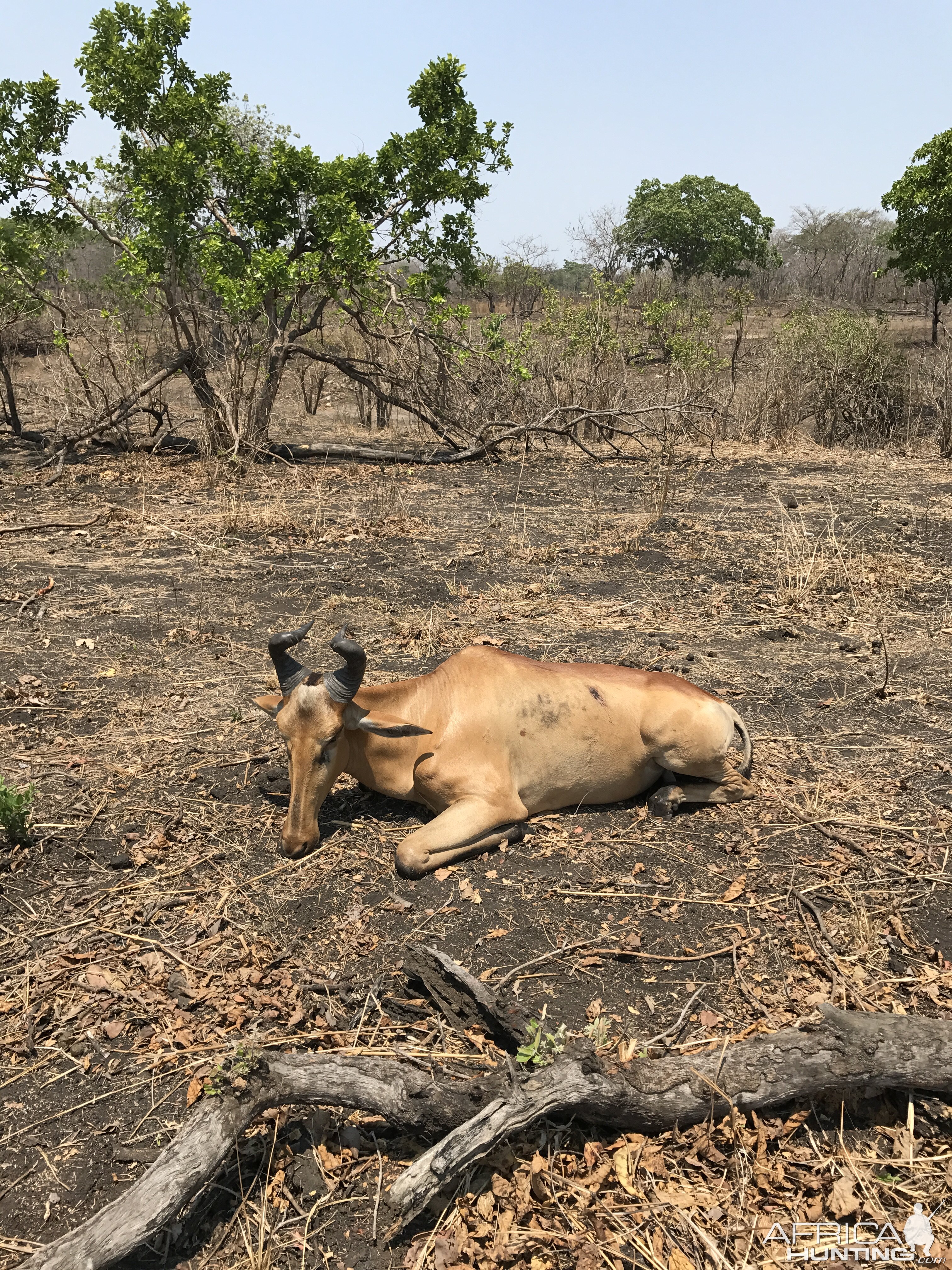 Lichtenstein's Hartebeest Hunt in Mozambique