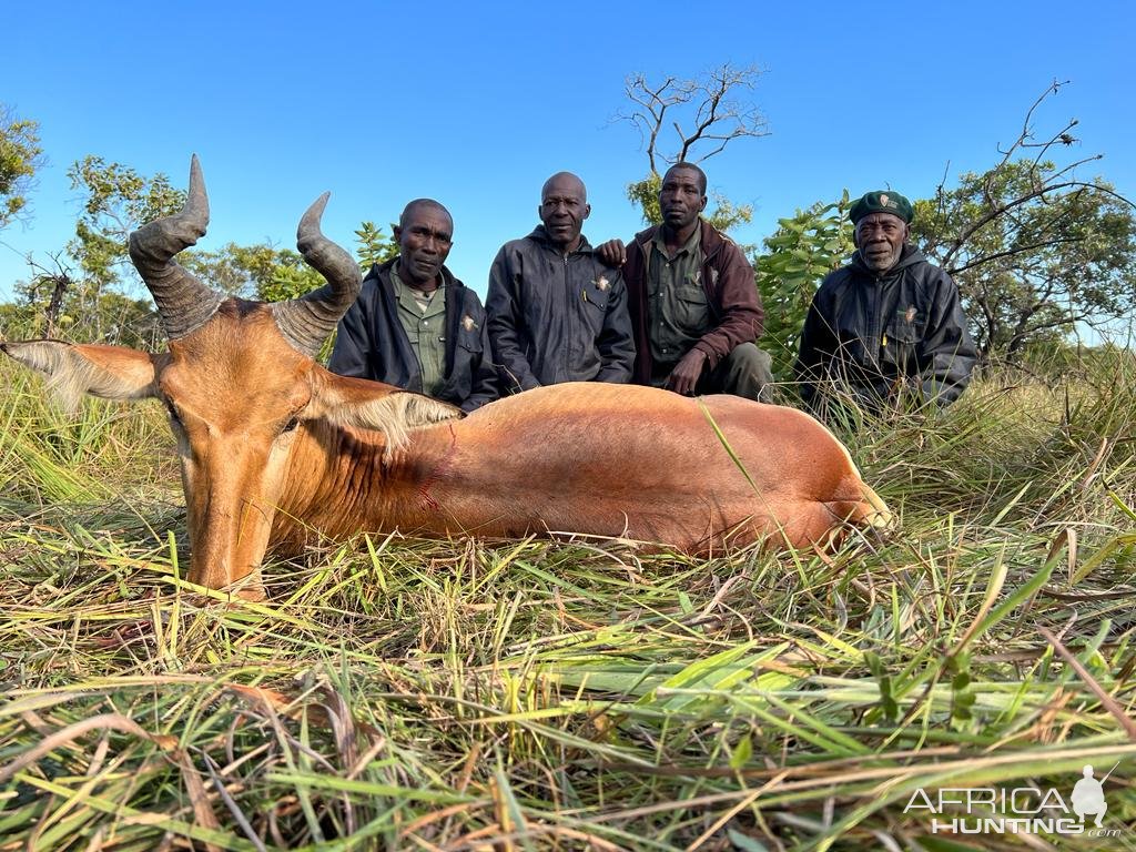 Lichtenstein's Hartebeest Hunt Mozambique