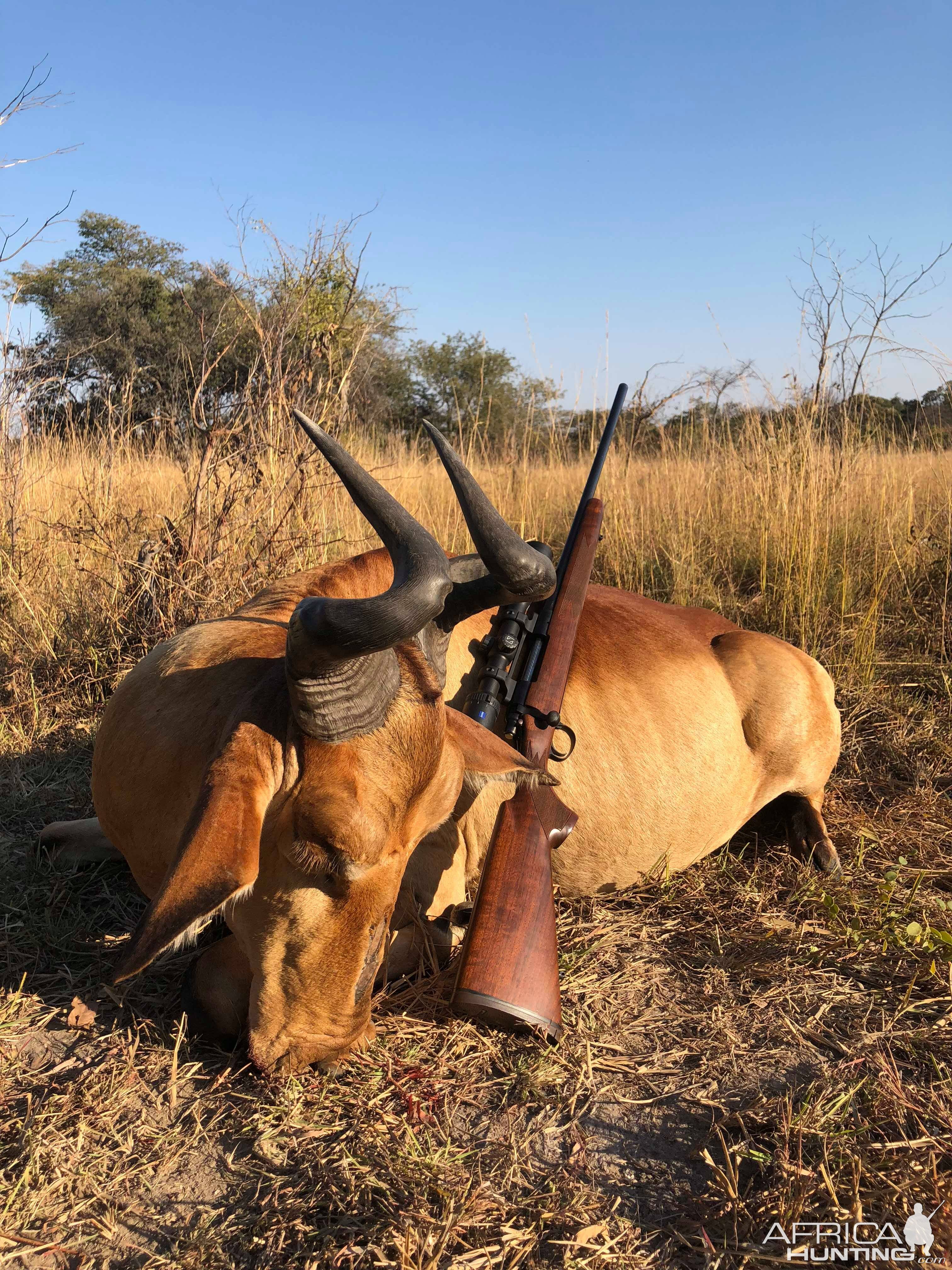 Lichtenstein's Hartebeest Hunt Zambia