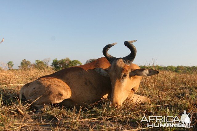 Lichtenstein's Hartebeest hunting in Tanzania