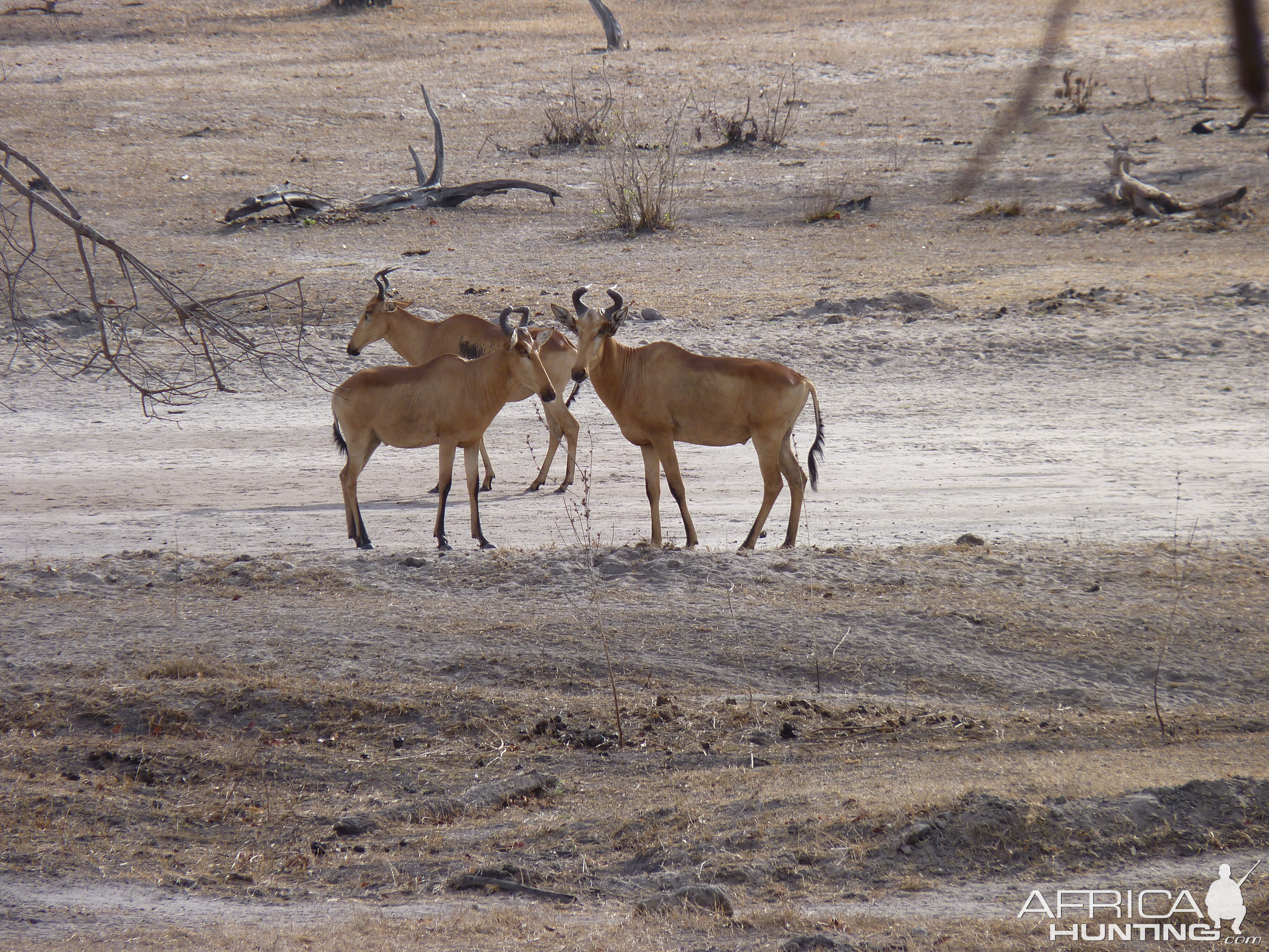 Lichtenstein's Hartebeest in Tanzania