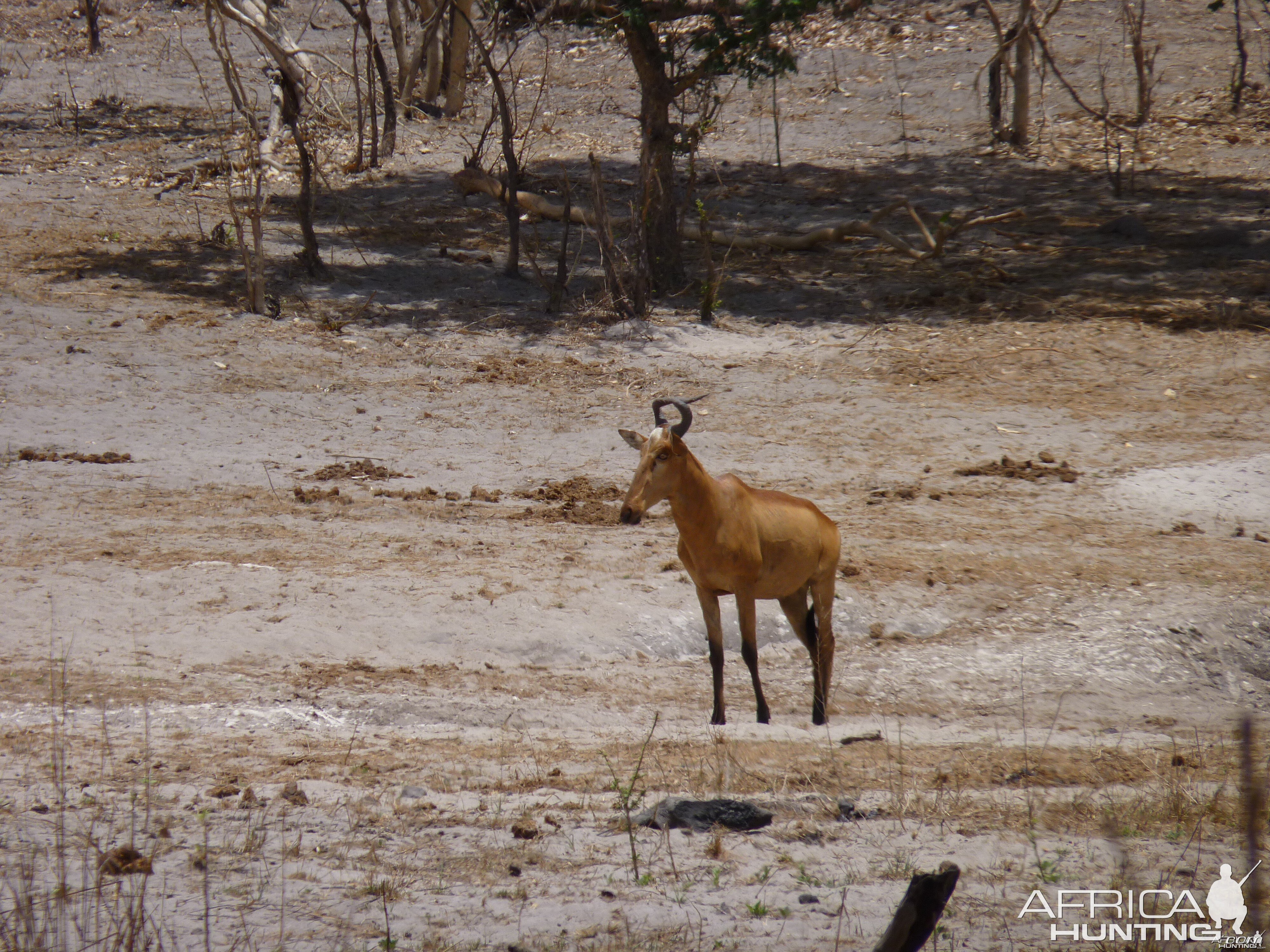 Lichtenstein's Hartebeest in Tanzania