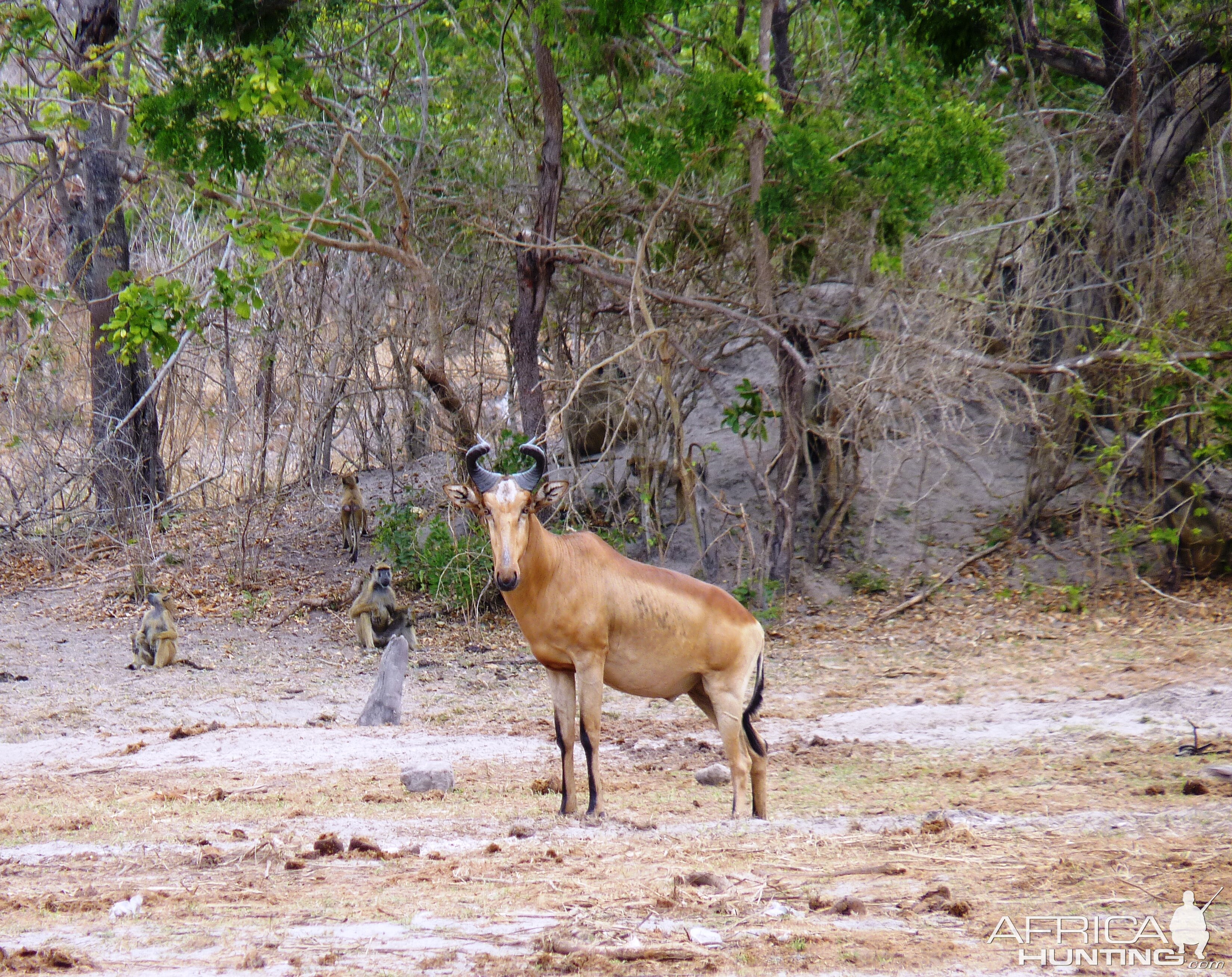 Lichtenstein's Hartebeest in Tanzania