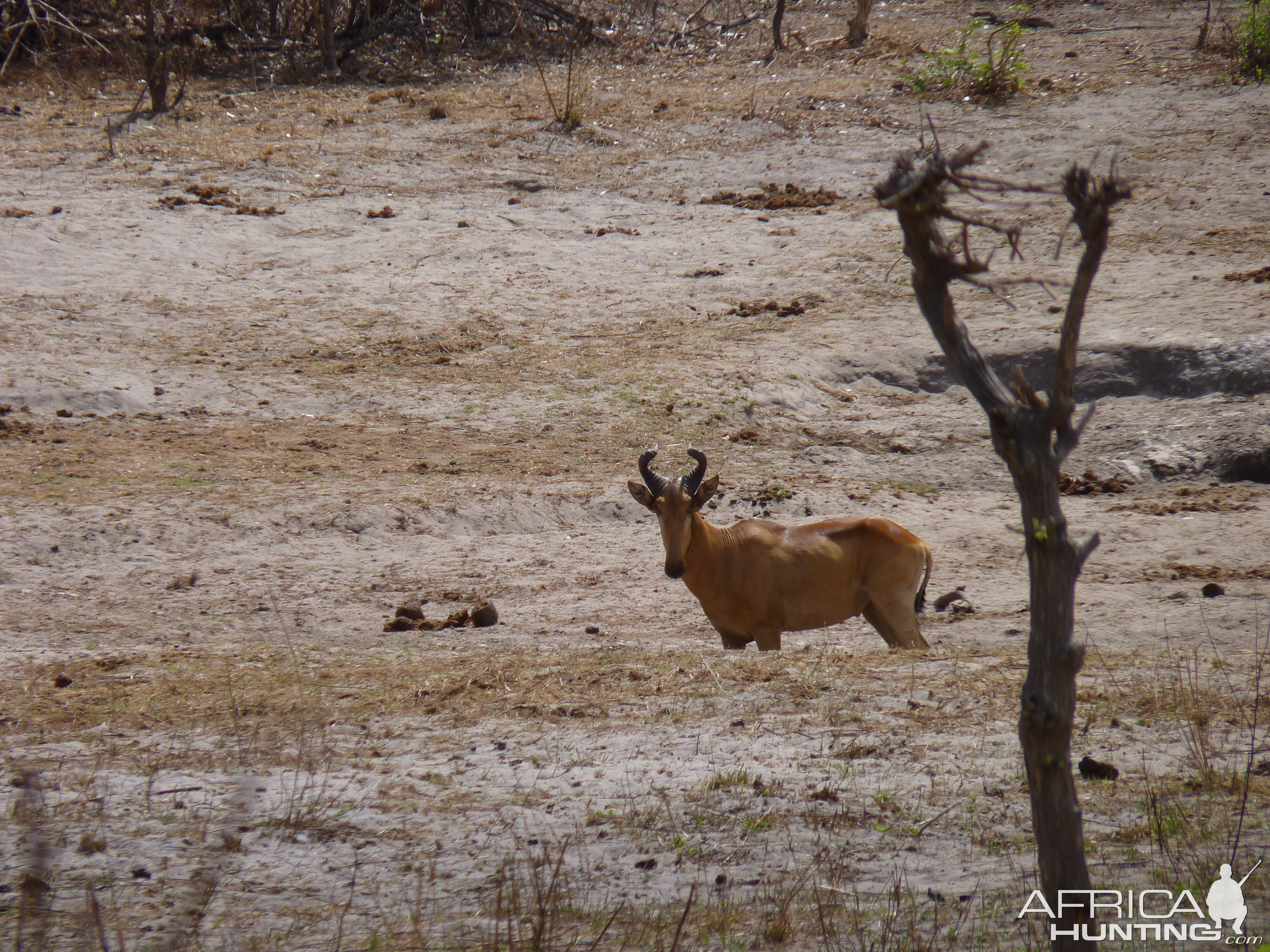 Lichtenstein's Hartebeest in Tanzania