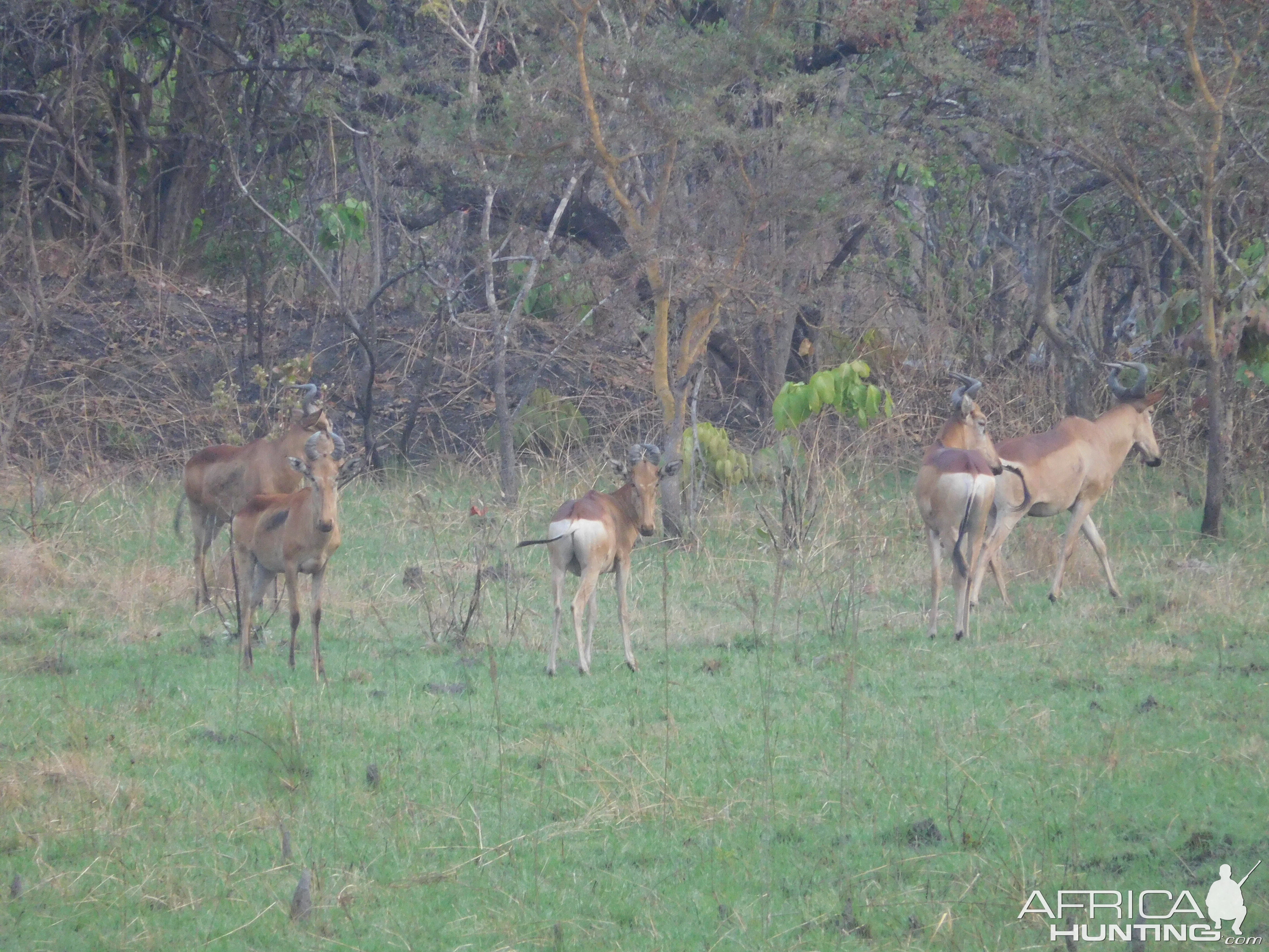 Lichtenstein's Hartebeest in Tanzania