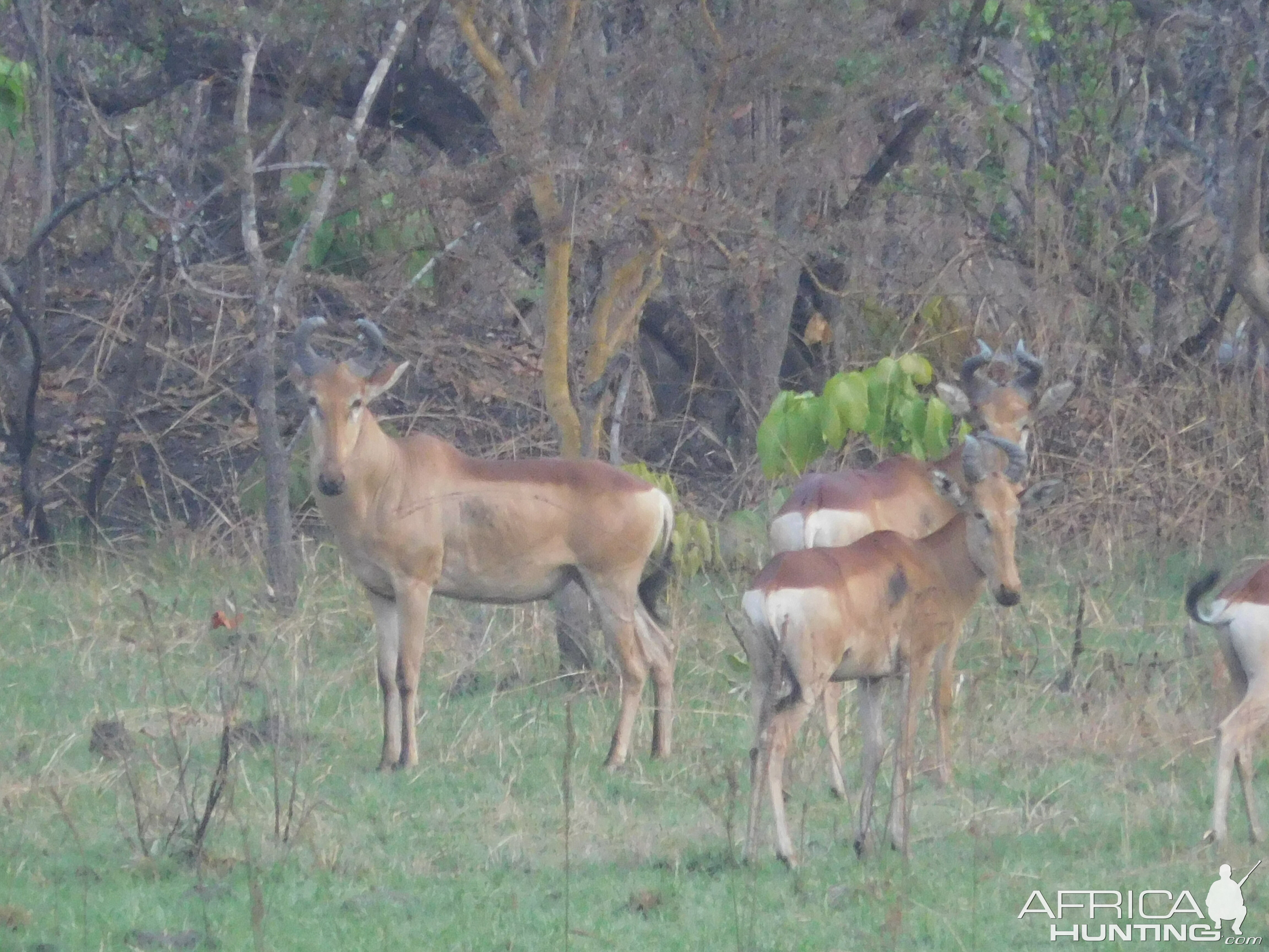 Lichtenstein's Hartebeest in Tanzania