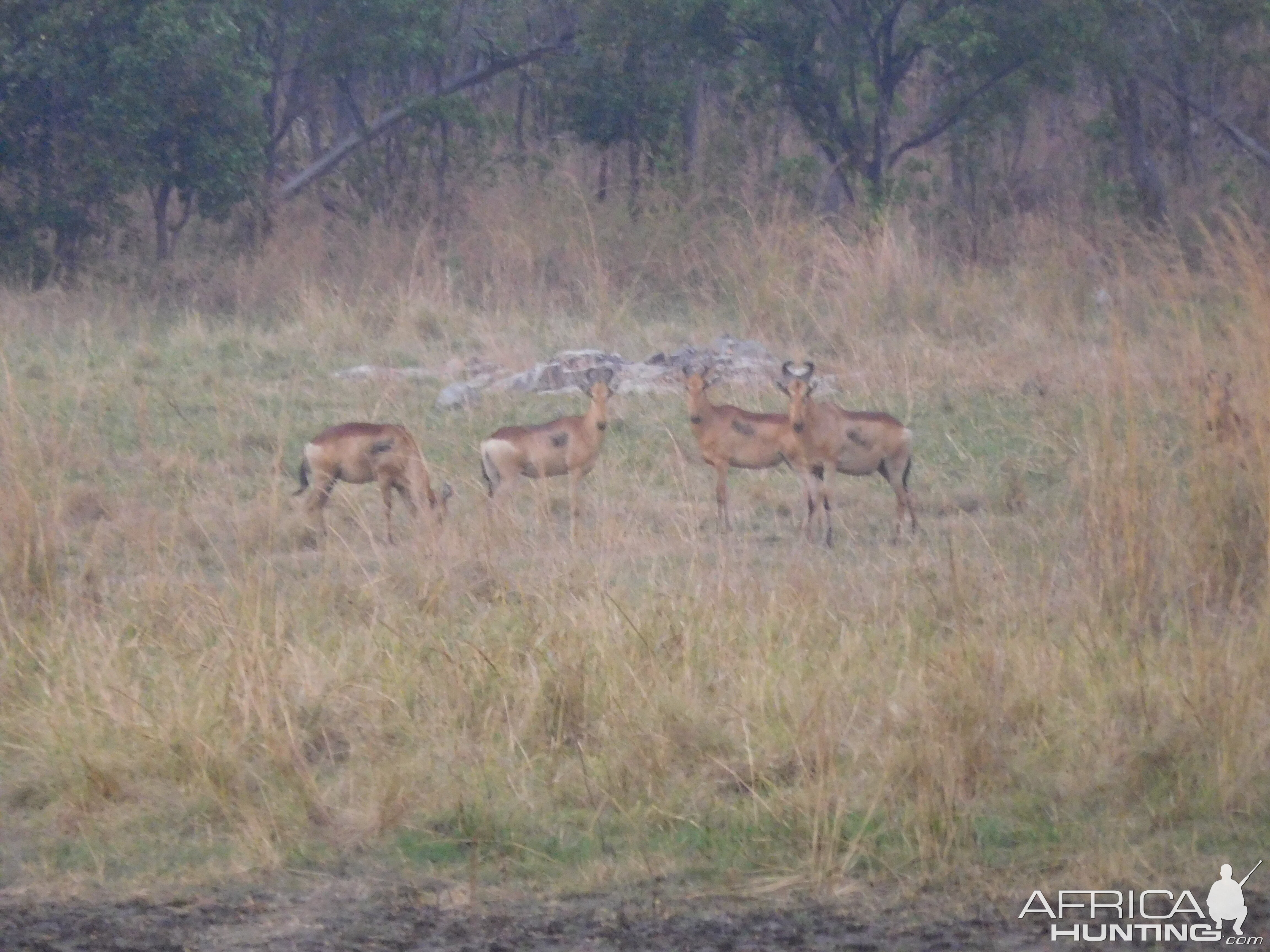 Lichtenstein's Hartebeest in Tanzania