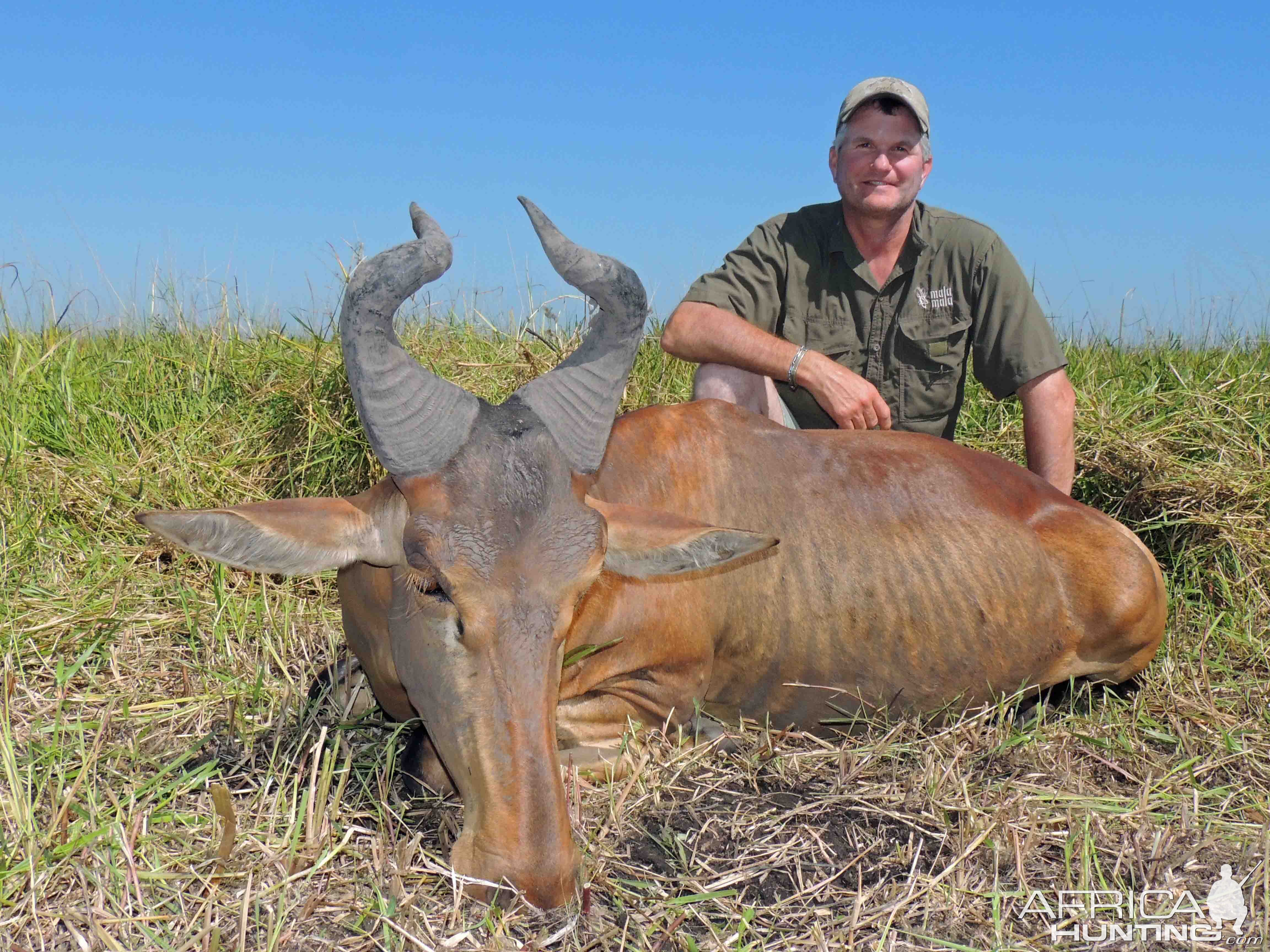 Lichtensteins Hartebeest