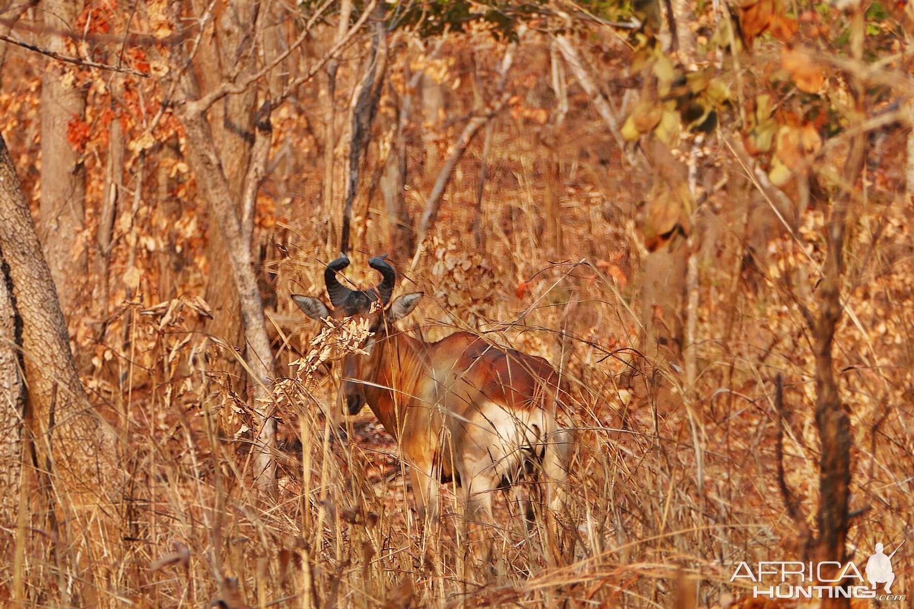 Lichtenstein's Hartebeest