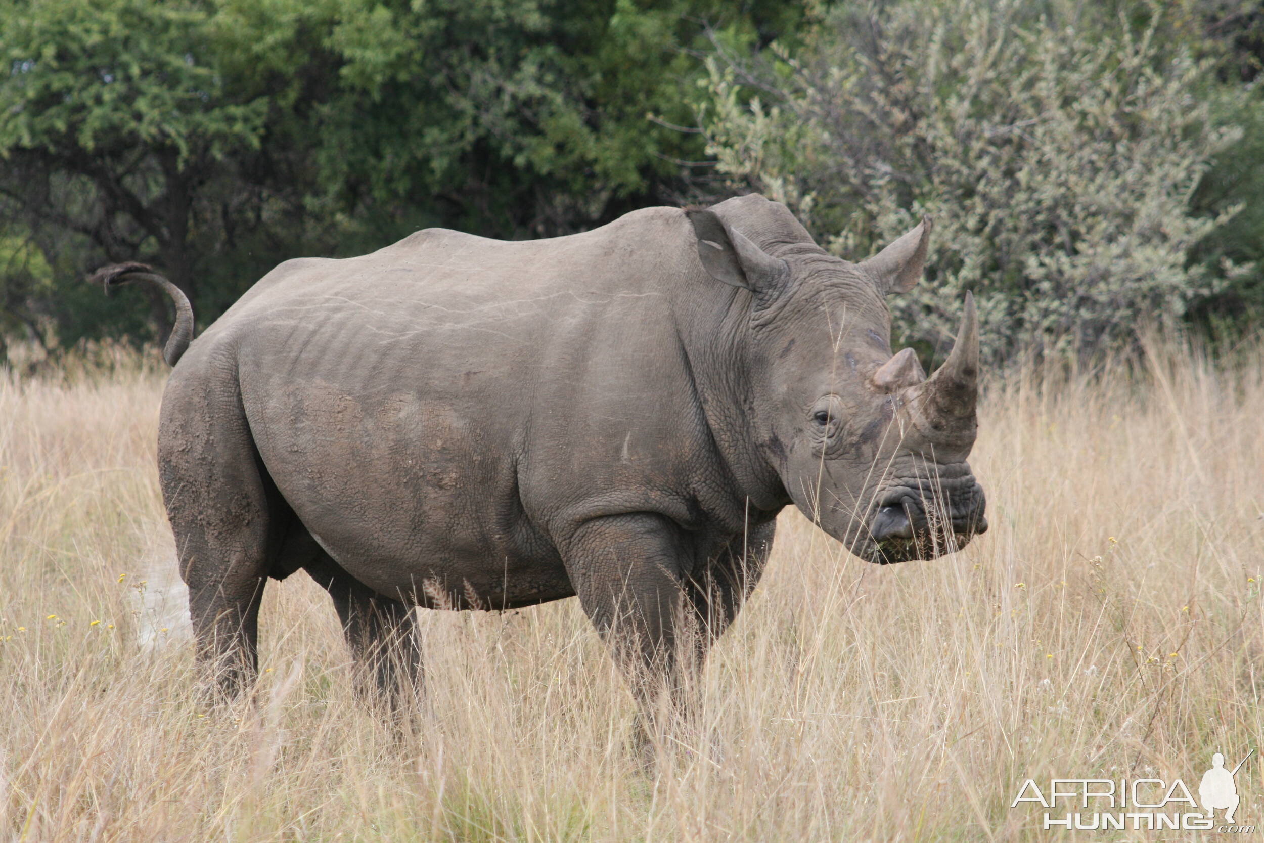 Life on Safari with spiral Horn Safaris