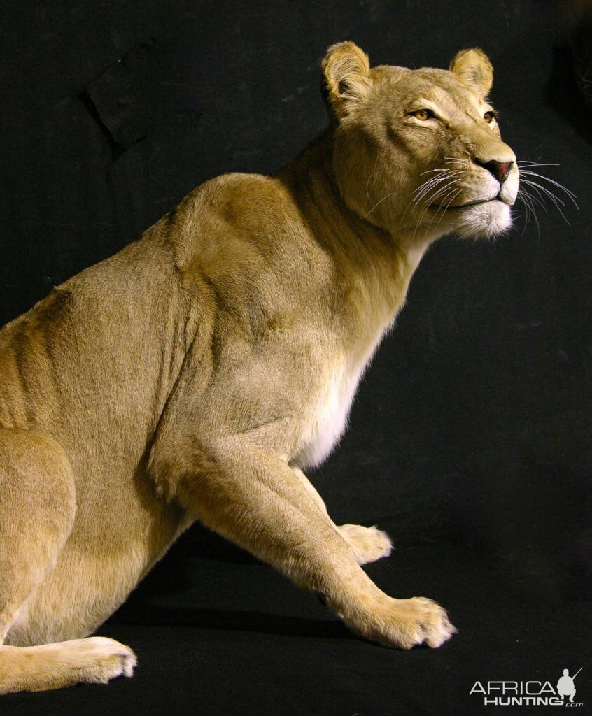 Life Size Lioness Full Mount Taxidermy