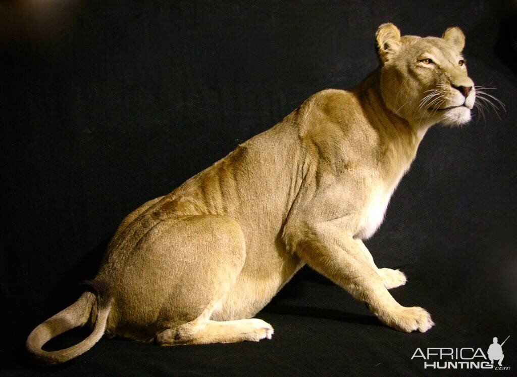 Life Size Lioness Full Mount Taxidermy