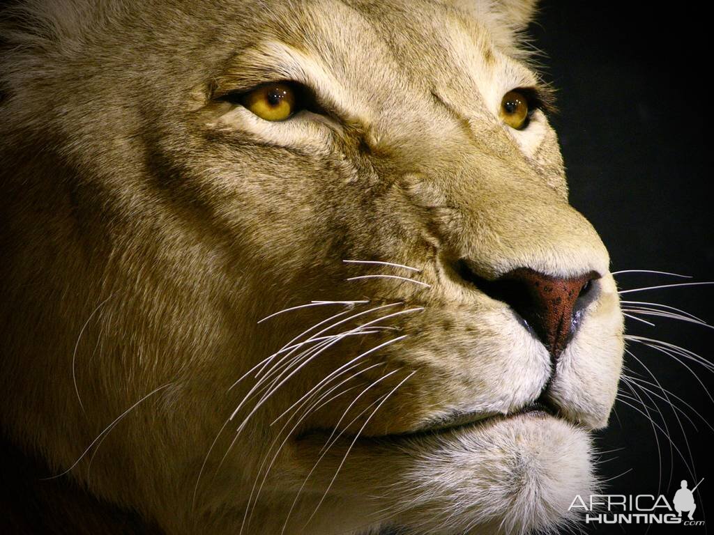 Life Size Lioness Full Mount Taxidermy