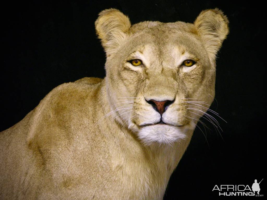 Life Size Lioness Full Mount Taxidermy