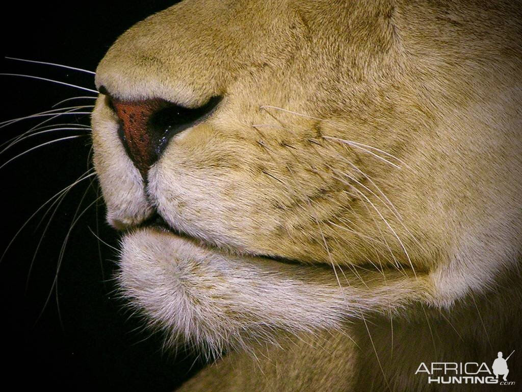 Life Size Lioness Full Mount Taxidermy