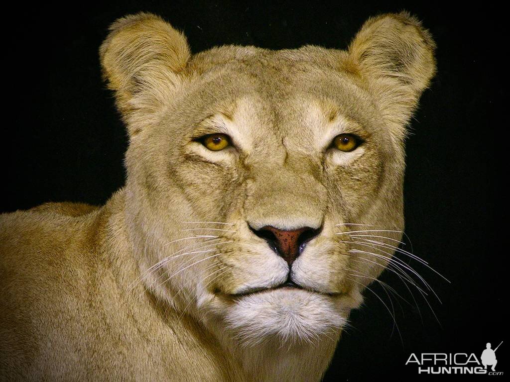 Life Size Lioness Full Mount Taxidermy